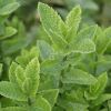 Mentha spicata - Fodormenta