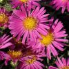 Aster dumosus 'Rosenwichtel' - Trpe szirzsa