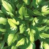 Hosta 'Whirlwind' - �rny�kliliom