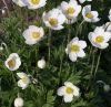 Anemone sylvestris 'Madonna' - Erdei szellrzsa