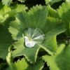 Alchemilla mollis 'Thriller' - Lgyszr palstf