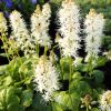 Tiarella wherryi - Karjos turbntok