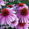 Echinacea purpurea 'Magnus' - Lngvrs kasvirg