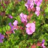 Geranium cantabrigiense 'Karmina' - Angol glyaorr