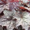 Heuchera micrantha 'Palace Purple' - Amerikai tzes