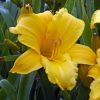 Hemerocallis 'Mary Todd' - Ssliliom