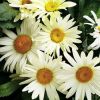 Leucanthemum 'Broadway Lights' - Margitvirg