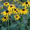 Rudbeckia fulgida 'Goldsturm' - Pomps kpvirg