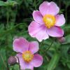 Anemone x hybrida 'Splendens' - Kerti szell�r�zsa