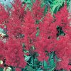 Astilbe japonica 'Montgomery' - Japn tollbuga