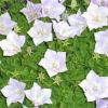 Campanula carpatica 'Pearl White' - Krpti harangvirg