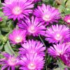 Delosperma cooperi 'Table Mountain' - Bborvrs dlvirg