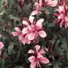 Gaura lindheimeri 'Gambit Pink' - vel dszgyertya