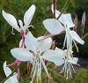 Gaura lindheimeri 'Gambit White' - vel dszgyertya