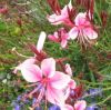 Gaura lindheimeri 'Gambit Rose' - vel dszgyertya