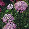 Allium senescens 'Glaucum' - Dszhagyma