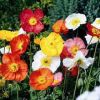 Papaver nudicaule 'Bubbles F1 Mix' - Izlandi mk