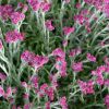 Antennaria dioica 'Rubra' - Parlagi macskatalp