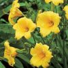 Hemerocallis 'Stella d'Oro' - Ssliliom