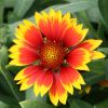 Gaillardia aristata 'Arizona Sun' - Kerti kokrdavirg