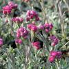 Antennaria dioica 'Rubra' - Parlagi macskatalp