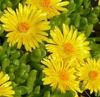 Delosperma nubigenum - Srga dlvirg