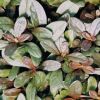 Ajuga tenorii 'Valfredda' (Chocolate Chip) - Ind�s �nf�