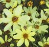 Coreopsis verticillata 'Moonbeam' - Keskenylevel menyecskeszem