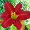 Hemerocallis 'Galena Holiday' - Ssliliom