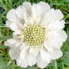 Scabiosa caucasica 'Perfecta Alba' - Kaukzusi rdgszem