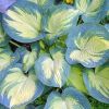 Hosta 'Great Expectation' - rnykliliom