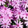 Phlox subulata 'Fort Hill' - rlevel lngvirg