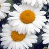 Leucanthemum 'Western Star Leo' - Margitvirg