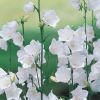 Campanula persicifolia 'Takion White' - Baracklevel harangvirg