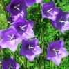 Campanula persicifolia 'Takion Blue' - Baracklevel harangvirg