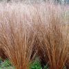 Carex buchananii 'Red Rooster' - Brlevel ss