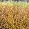 Carex testacea 'Prairie Fire' - Narancsos ss