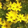 Coreopsis verticillata 'Zagreb' - Keskenylevel menyecskeszem