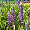 Liriope muscari 'Moneymaker' - Gyngyiks gyepliliom