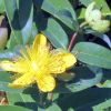 Hypericum calycinum 'Rose of Sharon' - Brlevel orbncf