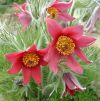 Pulsatilla vulgaris 'Dark Red' - Lenykkrcsin