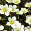 Saxifraga x arendsii 'Highlander White' - Arends-ktrf