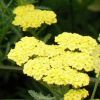 Achillea millefolium 'Credo' - K�z�ns�ges cickafark