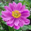 Anemone x hybrida 'Pamina' - Kerti szell�r�zsa
