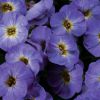 Aubrieta x hybrida 'Axcent Blue with Eye' - P�zsitviola