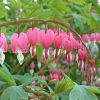 Dicentra spectabilis - Nagy szvvirg