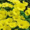 Doronicum orientale 'Leonardo Compact' - Kaukzusi zergevirg