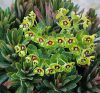 Euphorbia x martinii 'Tiny Tim' - Kutyatej