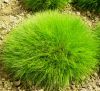 Festuca gauteri (scoparia) - Medvecsenkesz