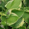 Hosta fortunei 'Aureomarginata' - Tobozvirg rnykliliom